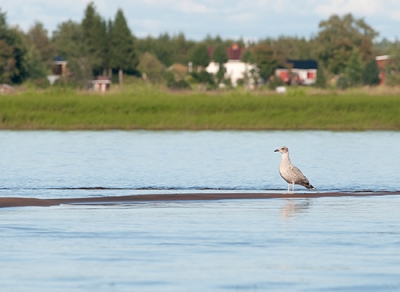 Harmaalokki Tornio Karunginjärvi (Matti Suopajärvi) 16.8.2008