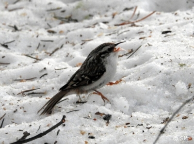 Puukiipijä Kemi Kiikeli (Seppo Mäkitalo) 21.1.2017